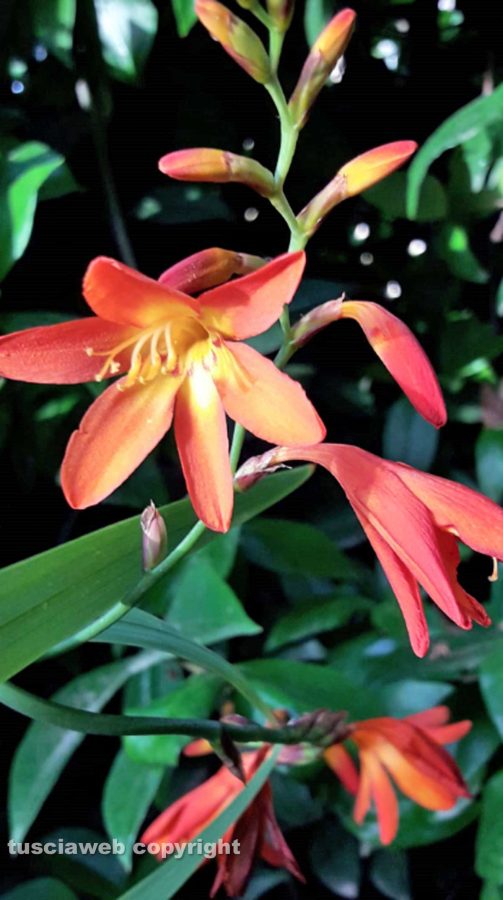 Una crocosmia