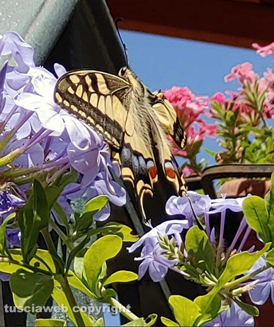 Una farfalla sui fiori