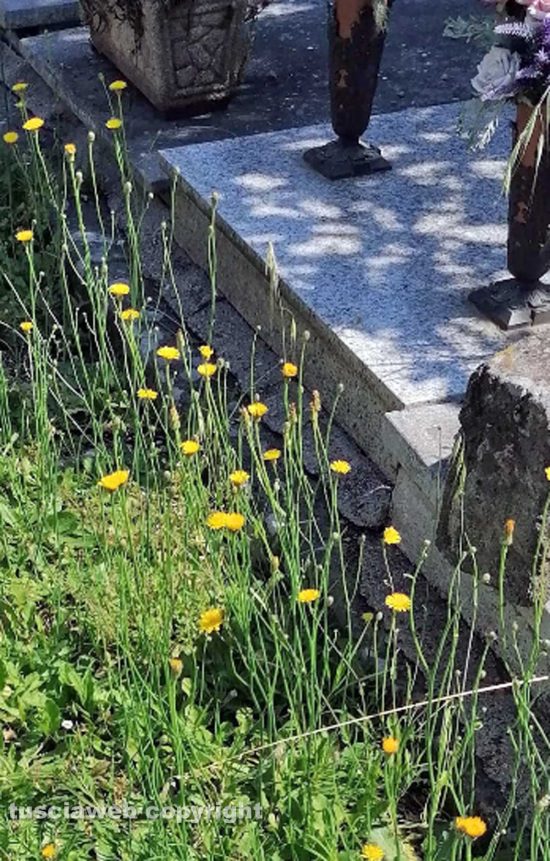 Viterbo - Erbacce al cimitero