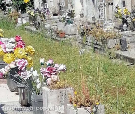 Viterbo - Erbacce al cimitero