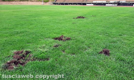 Tuscania - Il campo sportivo danneggiato dai cinghiali