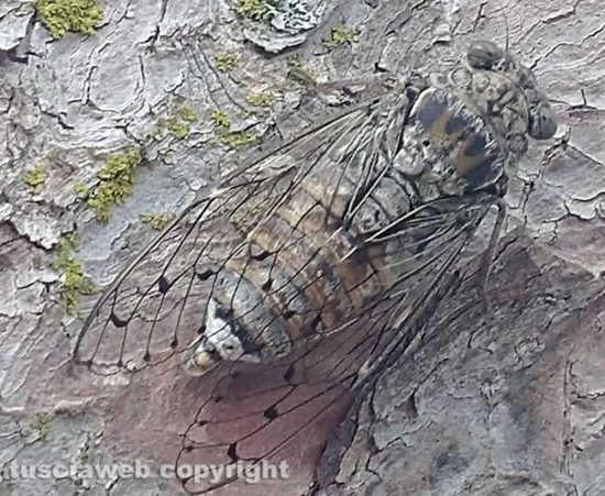 Viterbo - Una cicala mimetizzata