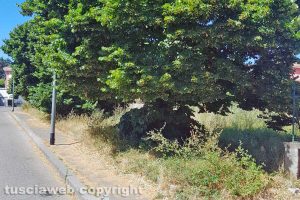 Viterbo - Incuria in via Castello Almadiano