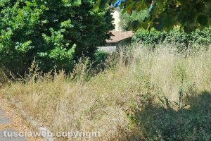 Viterbo - Incuria in via Castello Almadiano