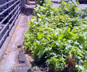 Viterbo - Erbacce a via Santa Maria in Gradi