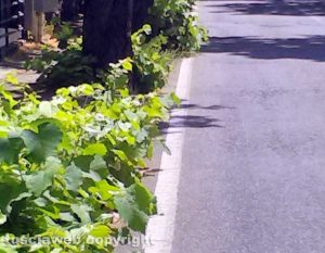 Viterbo - Erbacce a via Santa Maria in Gradi