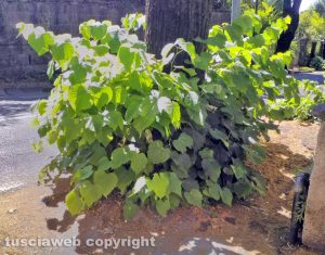 Viterbo - Erbacce a via Santa Maria in Gradi