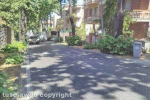 Viterbo - Erbacce a via Santa Maria in Gradi
