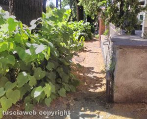 Viterbo - Erbacce a via Santa Maria in Gradi