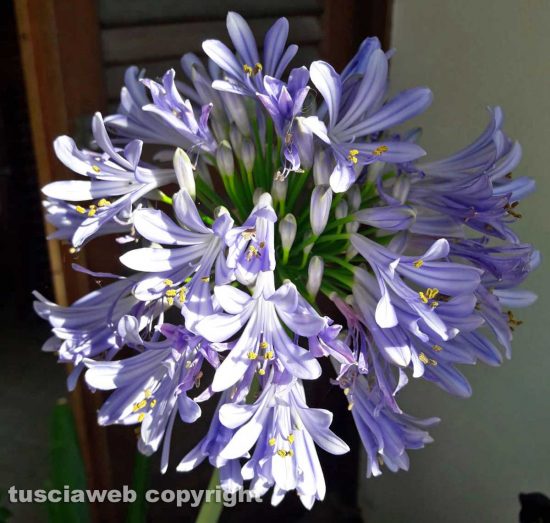 La corolla di un Agapanthus blu