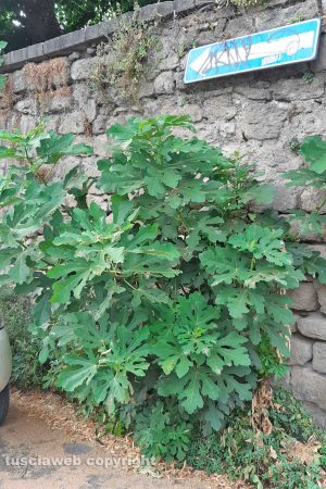Viterbo - Incuria tra palazzo di Vico e via San Clemente
