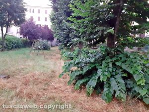 Viterbo - Erba alta al giardino al Pilastro
