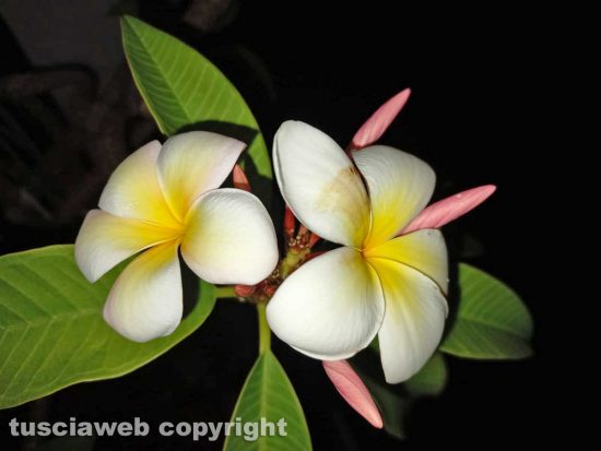 Plumeria in notturno
