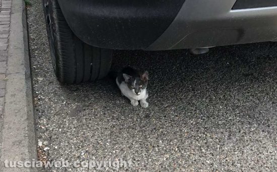 Viterbo - Un piccolo gatto in strada