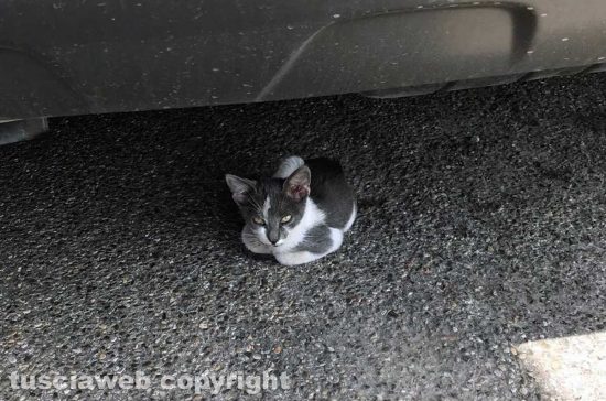 Viterbo - Un piccolo gatto in strada