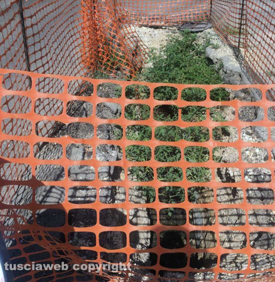 Orte - Negli scavi del cantiere nascono le piante