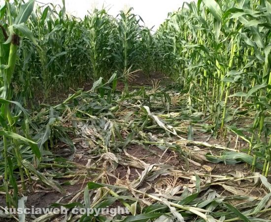 Viterbo - I danni al campo di mais