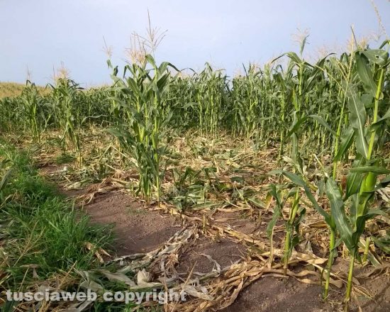 Viterbo - I danni al campo di mais