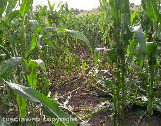Viterbo - I danni al campo di mais