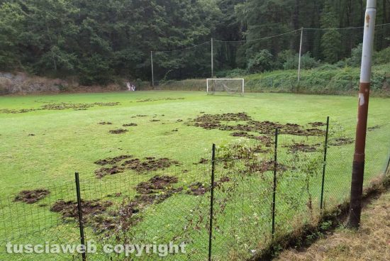 Vetralla - I danni fatti dai cinghiali al campo sportivo "L. Nagni"