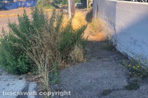 Viterbo - Incuria al Murialdo