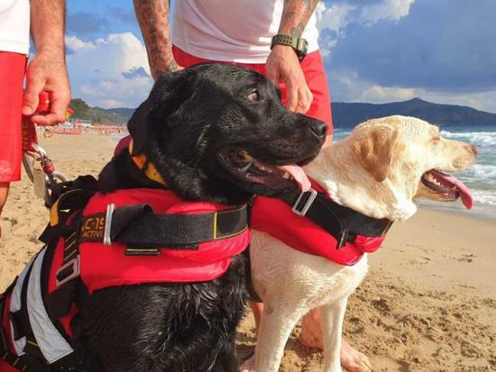 Igor e Luna, i due cani bagnino che hanno salvato una 15enne