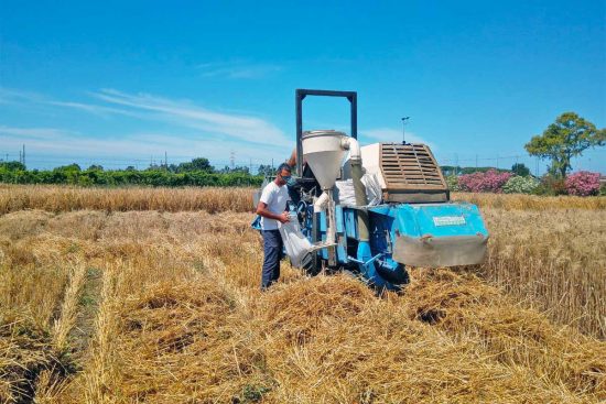 La trebbiatura della prova nazionale di frumento duro in biologico
