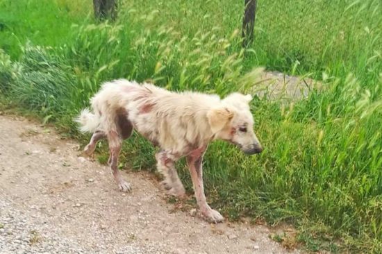 Vetralla - Uno dei cani malati