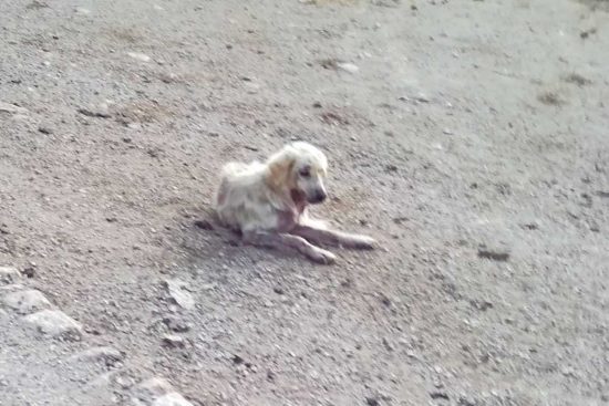 Vetralla - Uno dei cani malati