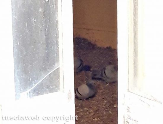 Tessennano - Incuria e abbandono stabile in via Mameli