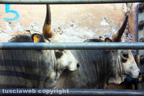 Viterbo - Acquarossa - Il mattatoio carni