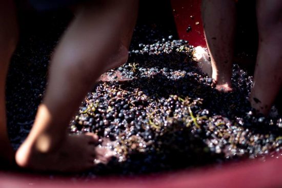 Castiglione in Teverina - L’azienda biologica Trebotti