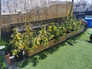 Roma - Piante di marijuana sul terrazzo