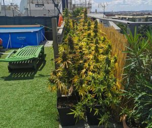 Roma - Piante di marijuana sul terrazzo