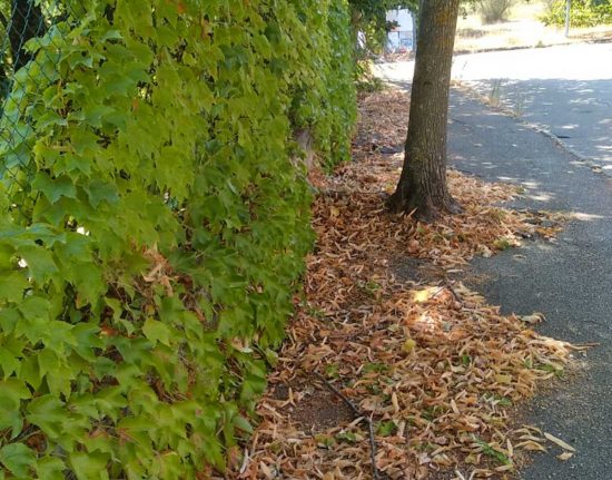 Bagnaia - Via Sant'Anna - Marciapiedi impraticabili