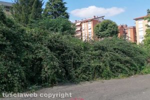 Viterbo - Incuria in via Gran Sasso