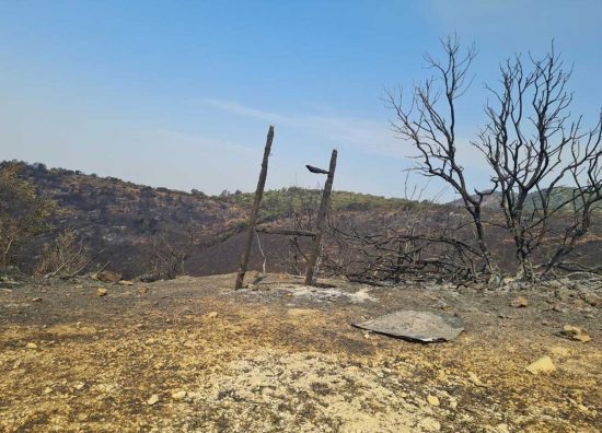 Terreno bruciato dopo un incendio