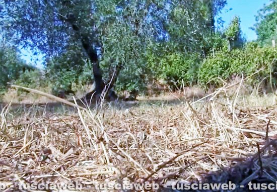 Cadavere ritrovato nel Livornese