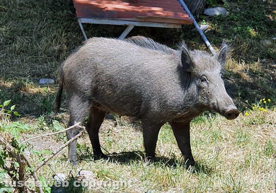 Viterbo - Cinghiale in zona Arcionello