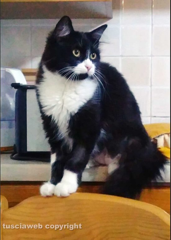 Il gatto smarrito a Vitorchiano