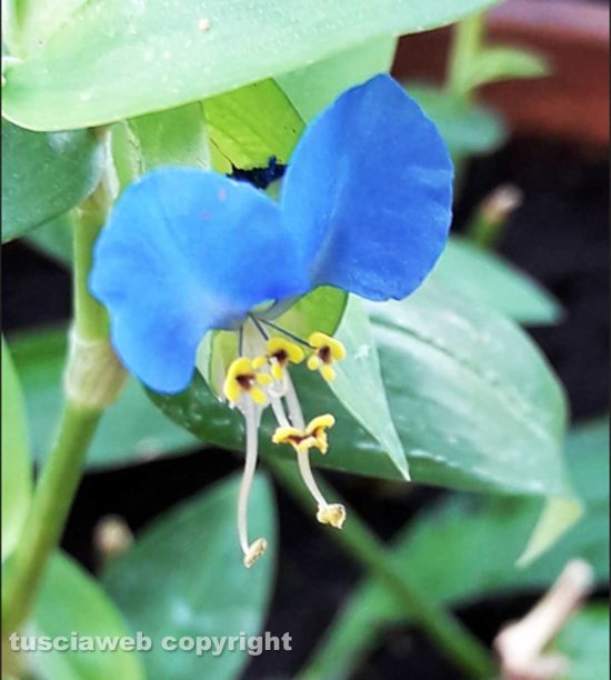 Un fiore di erba miseria (tradescantia virginiana)
