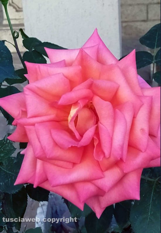 Una rosa
