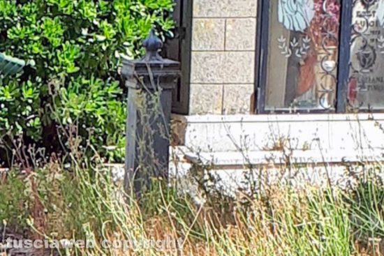 Viterbo - Fontanella seminascosta dalle erbacce al cimitero