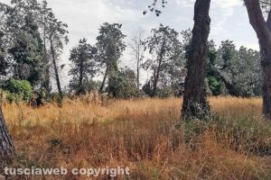 Viterbo - Incuria a Monterazzano