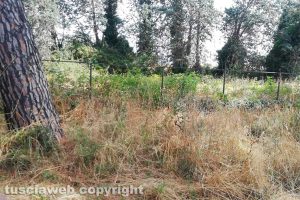 Viterbo - Incuria a Monterazzano