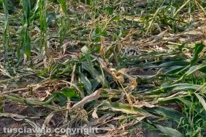 Viterbo - Campo di mais devastato dai cinghiali