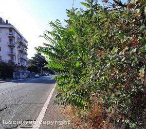 Viterbo - Erbacce sui marciapiedi in via Alessandro Volta