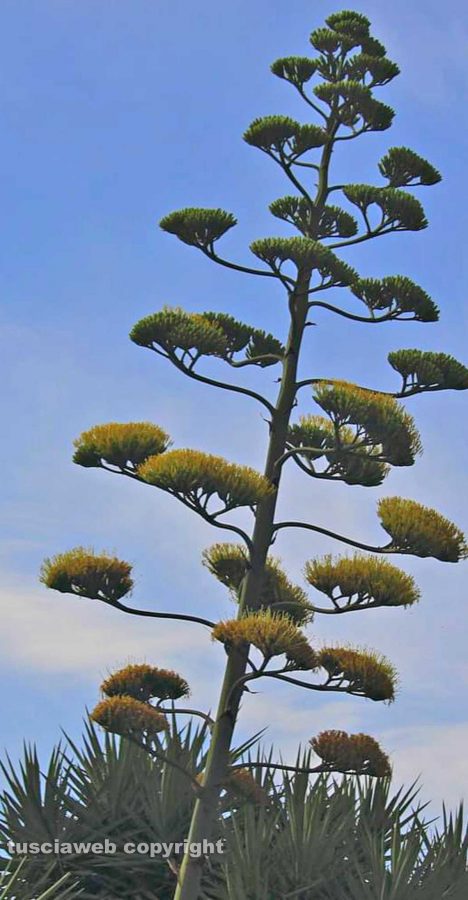 Una grandissima agave e il suo bellissimo fiore... 