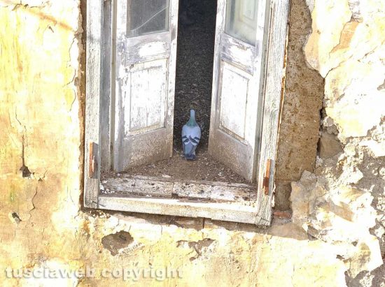 Tessennano - Incuria e abbandono stabile in via Mameli