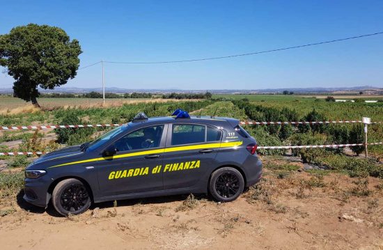 Viterbo - Guardia di finanza - Sequestrata piantagione di canapa illegale